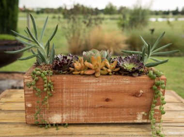 Peyzaj ve tasarım. Echeveria, Curio, Sedum ve Aeonium gibi sulu bitkilerin yakın plan görüntüsü. Güzel ve renkli yaprak dokusu ve deseni. 