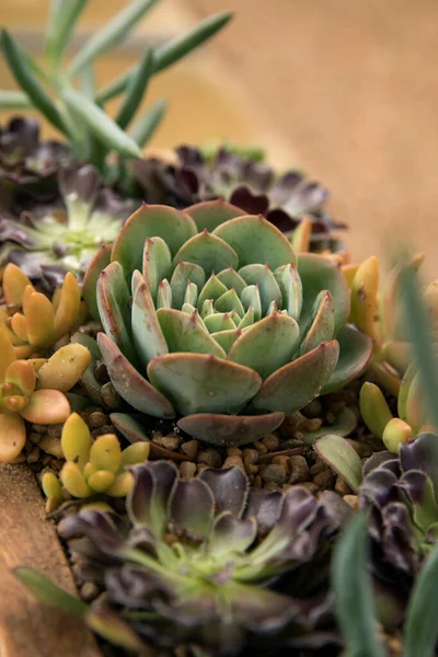 stock image Selective focus on an Echeveria imbricata, also known as Blue Rose, growing in a succulent plants potted arrangement with Aeonium, Curio and Sedum. 