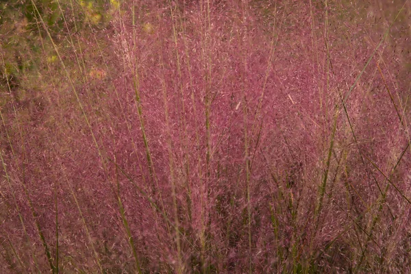 Ornamental Grasses Texture Pattern Selective Focus Muhlenbergia Capillaris Also Known — Stock Photo, Image