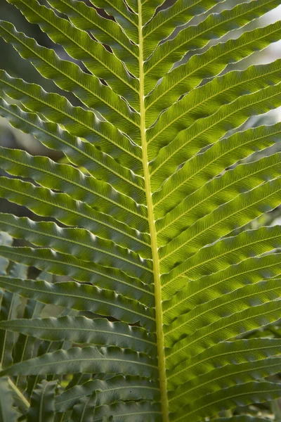 Leaves Background Closeup View Blechnum Gibbum Also Known Miniature Tree — Stock Photo, Image
