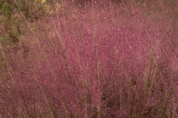 観賞用の草の質感とパターン Muhlenbergia Capillaris 別名Pink Muhly Grass 美しいピンクの花や葉 庭に咲く春に選択的な焦点 — ストック写真