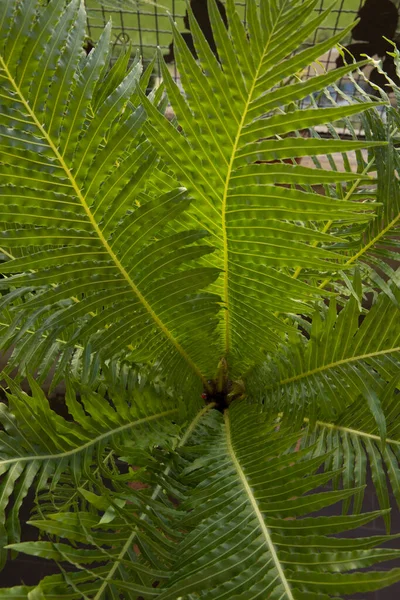 Leaves Background Selective Focus Blechnum Gibbum Also Known Miniature Tree — Stock Photo, Image