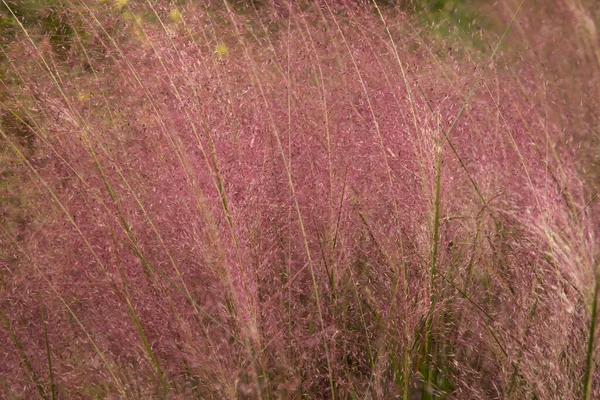 観賞用の草の質感とパターン Muhlenbergia Capillaris 別名Pink Muhly Grass 美しいピンクの花や葉 庭に咲く春に選択的な焦点 — ストック写真