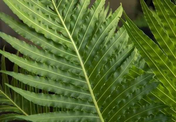 Leaves Background Pattern Closeup View Blechnum Gibbum Also Known Miniature — Stock Photo, Image