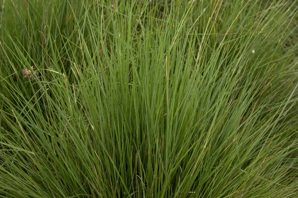 観賞用の草だ メリニス ネルヴィグリスの密接な眺め 別名ルビーグラス 緑の葉 — ストック写真