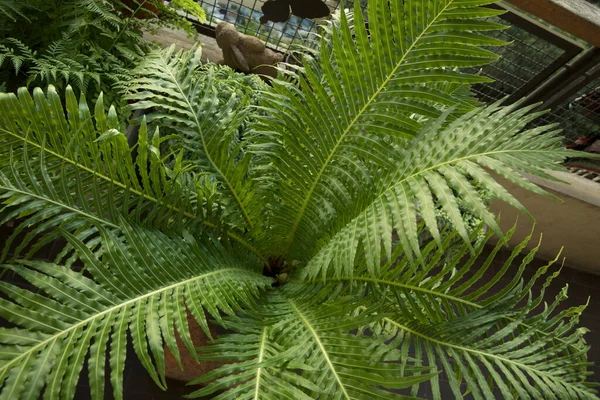 Urban jungle plant. Closeup view of Blechnum gibbum, also known as miniature tree fern, beautiful green frond and leaflets texture and pattern, growing in a pot in the urban garden.