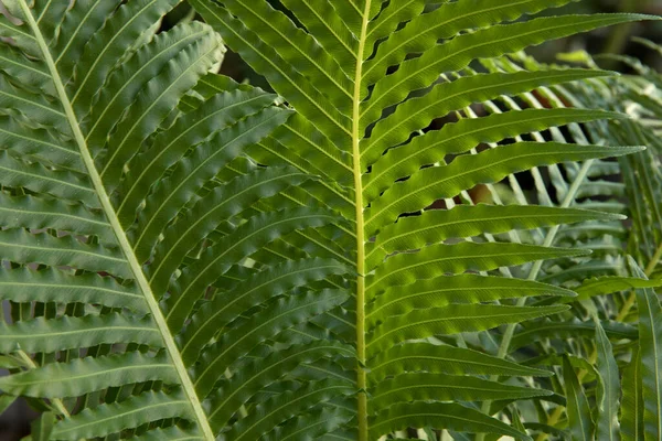 Leaves Background Closeup View Blechnum Gibbum Also Known Miniature Tree — Stock Photo, Image