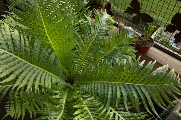 Urbane Dschungelpflanze Nahaufnahme Von Blechnum Gibbum Auch Bekannt Als Miniatur — Stockfoto