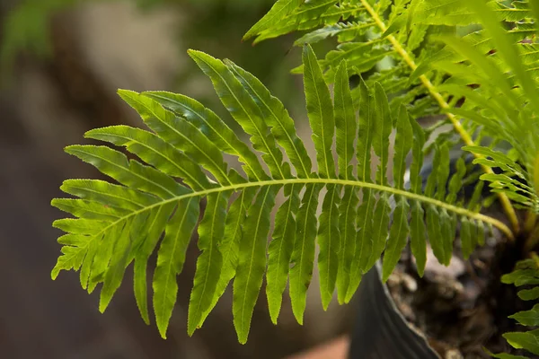 ミニチュアツリーシダ 美しい緑のフロントと小葉のテクスチャとパターンとしても知られているBlechnumのギボムに選択的な焦点 — ストック写真