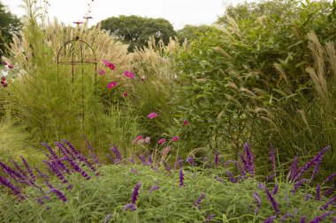 Bahçe tasarımı ve peyzaj. Süslü otlar düzenleme. Salvia leucantha, Miscanthus sinensis, Pennisetum orientale ve parkta açan Cosmos bipinnatus gibi dekoratif bitkilerin manzarası.