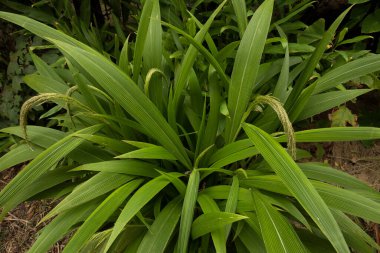 Bahçe tasarımı Süslü otlar. Seteria Sulcata 'nın yakın görüntüsü, Palm Grass olarak da bilinir, yeşil yapraklar ve çiçekler, parkta açan bahar.. 