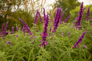 Çiçek. Salvia Lukantha 'nın yakın görüntüsü, Meksika çalısı adaçayı olarak da bilinir, yeşil yapraklar yapraklar ve baharda bahçede açan mor tüp çiçekler..