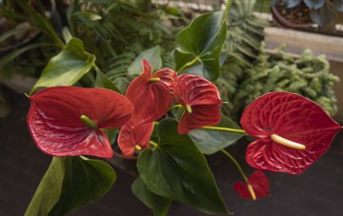 Tropik bitki örtüsü. Andoryum ve Andreanum 'un yakın görüntüsü. Flamingo Çiçeği olarak da bilinir. Bahçede yeşil yapraklar ve kırmızı çiçekler açar..