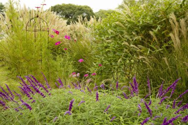 Bahçe tasarımı ve peyzaj. Süslü otlar düzenleme. Salvia leucantha, Miscanthus sinensis, Pennisetum orientale ve parkta açan Cosmos bipinnatus gibi dekoratif bitkilerin manzarası.