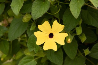 Çiçek. Thunbergia alatasının yakın görüntüsü, aynı zamanda siyah gözlü Susan sarmaşığı olarak da bilinir, çiçek açan sarı yapraklar ve yeşil yapraklar, bahçede büyüyen.