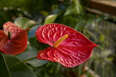 Seçici odak noktası bir Anthurium andreanum. Flamingo Çiçeği olarak da bilinir. Bahçede açan kırmızı çiçek..