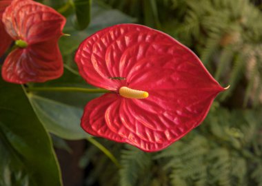 Seçici odak noktası bir Anthurium andreanum. Flamingo Çiçeği olarak da bilinir. Bahçede açan kırmızı çiçek..