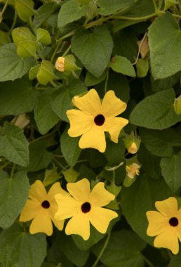 Çiçek. Thunbergia alatasının yakın görüntüsü, aynı zamanda siyah gözlü Susan sarmaşığı olarak da bilinir, çiçek açan sarı yapraklar ve yeşil yapraklar, bahçede büyüyen.