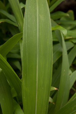 Yaprak dokusu ve deseni. Setaria Sulcata 'nın yakından görünüşü, aynı zamanda palmiye çimeni olarak da bilinir, yeşil yapraklar, bahçede yetişir..