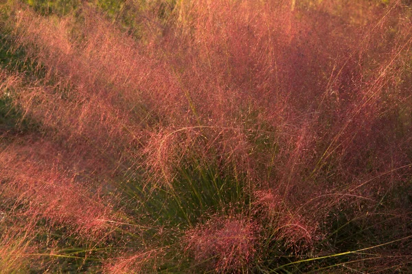 花の背景色と模様 観賞用の草に焦点を当ててくださいMuhlenbergia Capillaris 別名ピンクムギ草 緑の葉 ピンクの花としても知られており 日没時に庭に咲きます — ストック写真