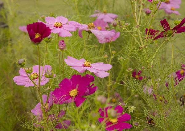 Marguerites Fleuries Dans Jardin Vue Rapprochée Plante Cosmos Bipinnatus Également — Photo