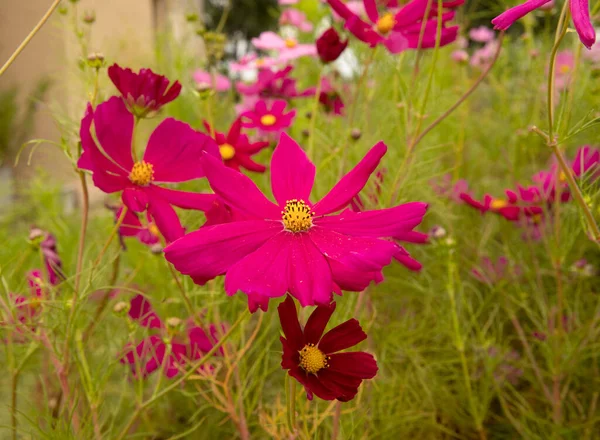 Marguerites Fleuries Dans Jardin Vue Rapprochée Plante Cosmos Bipinnatus Également — Photo