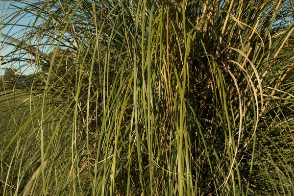 Ornamental Grasses Closeup View Cortaderia Selloana Also Known Pampas Grass — Stock Photo, Image