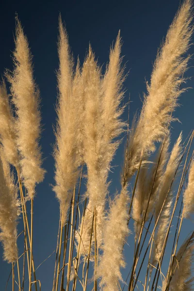 観賞用の草の背景 パンパス草とも呼ばれるコルタデリア セローラナのクローズアップは 背景に青空が広がる黄金の花々の耳春 — ストック写真