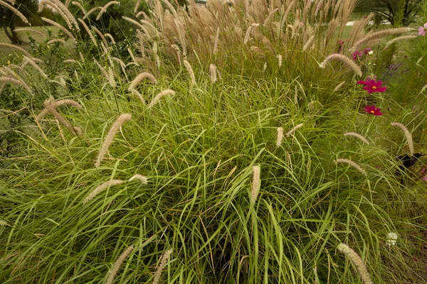 装饰草本 园中的青草 绿叶和花朵盛开 也被称为 泉源草 — 图库照片