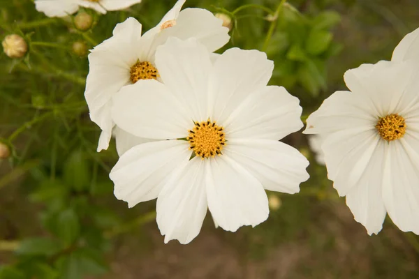 stock image Flower background. Macro view of a Cosmo bipinnatus daisy, also known as Mexican Aster, spring blooming flower of white petals, growing in the park. 