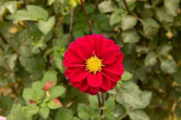 Kwiat Top Widok Bliska Piękne Dahlia Pinnata Okrągłe Kwiaty Czerwonych — Zdjęcie stockowe