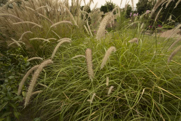 観賞用の草だ 庭の秋に咲く噴水草 緑の葉や花としても知られるペニセタムオリエンタルに焦点を当てます — ストック写真