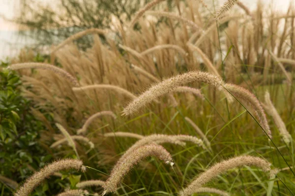 Landscaping Garden Design Ornamental Grasses Closeup View Pennisetum Orientale Also — Stock Photo, Image