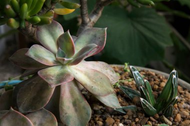 Sulu bitkiler. Graptopetalum paraguayense 'in yakın görüntüsü, Hayalet Bitki olarak da bilinir, güzel yıldız şekilli gül ve gri yapraklar..