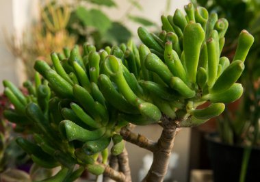 Gardening. Succulent plants. Closeup of a Crassula ovata Gollum, also known as Spoon Jade, green finger shaped leaves. clipart