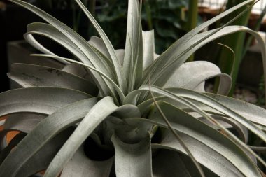 Xerographic hava santrali olarak da bilinen dev bir Tillandsia fotokopisine yakın çekim, uzun gri yaprakları ve süslemeli şekli. 