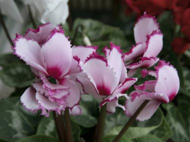 Çiçek. Bahçede açan bir Cyclamen persicum pembe çiçeğinin yakın çekimi.. 