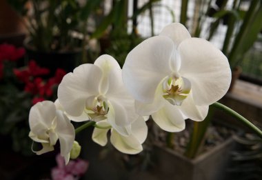 Bir Phalaenopsis, aynı zamanda Güve Orkidesi olarak da bilinir, büyük yapraklı beyaz çiçekler, balkonda kış çiçekleri..