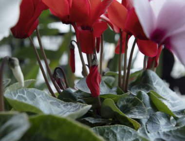 Bahçıvanlık. Cyclamen persicum ya da Pers menekşeleri ve çiçek goncalarına yakın çekim. 