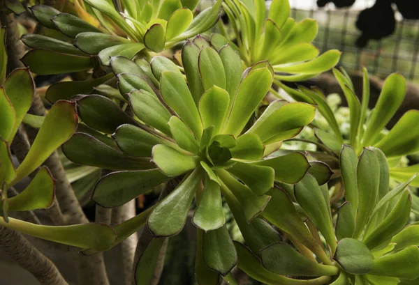 stock image Succulent plants. Closeup of an Aeonium arboreum, also known as Irish Rose, growing in a pot.