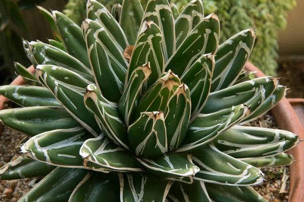 Natuurlijke Textuur Sappige Planten Close Van Een Agave Ferdinandi Regis — Stockfoto