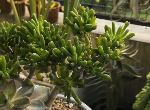 stock image Gardening. Succulent plants. Closeup of a Crassula ovata Gollum, also known as Spoon Jade, green finger shaped leaves.