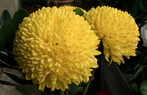 Arrangement Floral Gros Plan Chrysanthème Fleurs Jaunes Rondes Avec Beaux — Photo