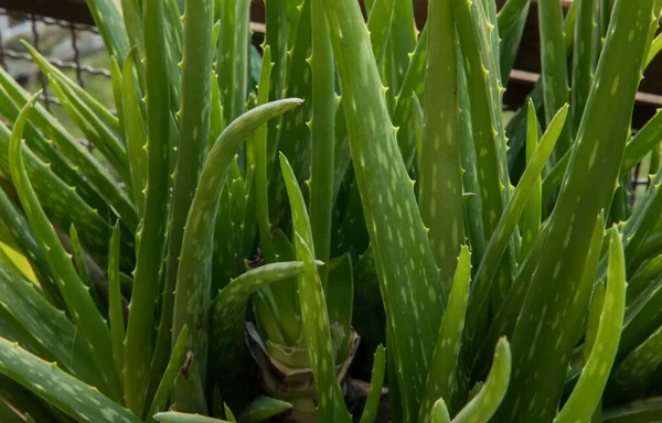 Plantas Suculentas Fechar Verde Aloe Vera Folhas Espinhosas — Fotografia de Stock