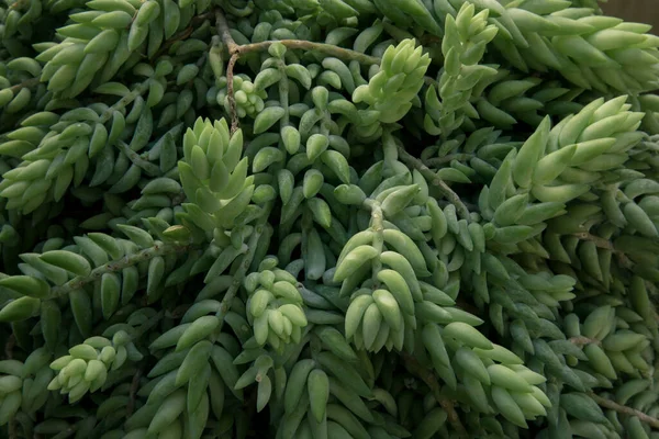 Natuurlijke Textuur Sappige Planten Close Van Een Sedum Morganianum Ook — Stockfoto