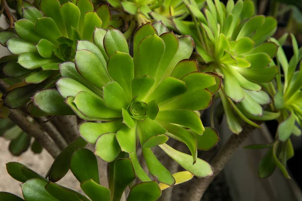 stock image Flora. Closeup of an Aeonium arboreum succulent plant, also known as Tree Houseleek, growing in the urban garden. Its beautiful green rosettes and leaves.