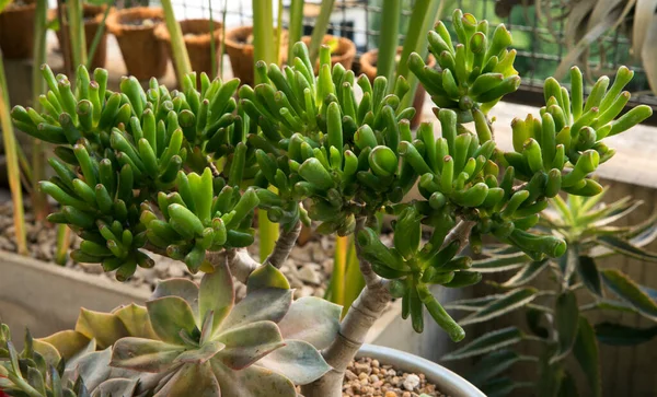 豊かな植物の装飾的な組み合わせ 指形の葉を持つスプーンジェイドとも呼ばれる緑色のクラスラ オヴァタ ゴラムと ゴースト植物として知られる灰色のグラプトテタラム パラグアイの閉鎖 — ストック写真