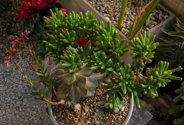 Gardening House Decoration Plant Pot Different Succulents Crassula Ovata Gollum — Stock Photo, Image