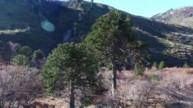 Gün batımında Araucaria araucana ağaçlarının hava manzarası güzel bir mercekle parlıyor..