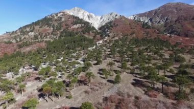 Sonbaharda Impodi tepesi, Araucaria ve Nothofagus ağaçlarının hava manzarası. Güzel kırmızı ve yeşil flora yaprakları, ve beyaz dağ zirvesi.